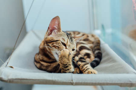 Cute little bengal kitty cat laying on the cat's window bed licking the paw. Sunny seat for cat on the window.の写真素材