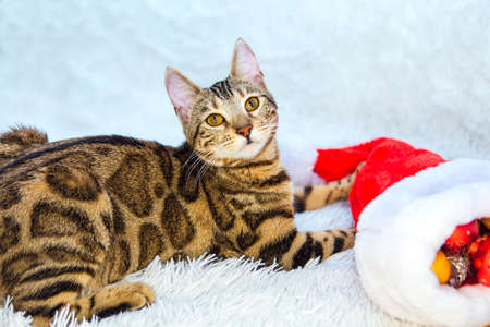 Bengal cat playing with christmas decorations on the white background. Copy space.