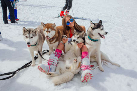 Sheregesh, Kemerovo region, Russia - April 13, 2018: Siberian Husky dogs looks around on the mountain ski snowy slope and contacting with a young pretty woman.のeditorial素材