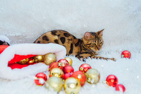 Bengal cat playing with christmas decorations on the white background. Copy space.の写真素材