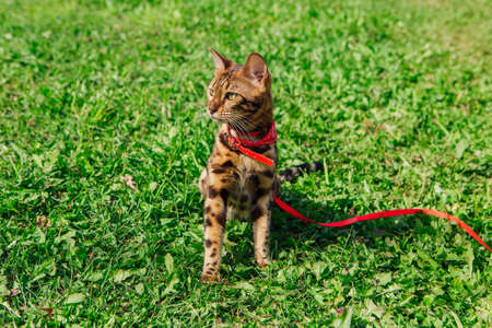Cute little bengal kitty with red bandana on neck walking on green grass. Pussycat walking with breast-band outdoorsの写真素材