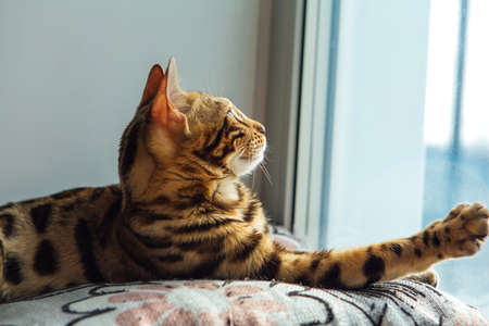 Cute golden bengal kitty cat laying on the pillow and relaxing.