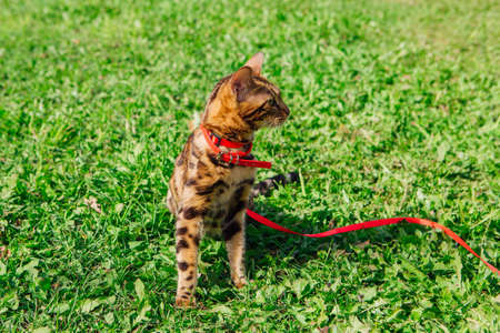 Cute little bengal kitty with red bandana on neck walking on green grass. Pussycat walking with breast-band outdoorsの写真素材