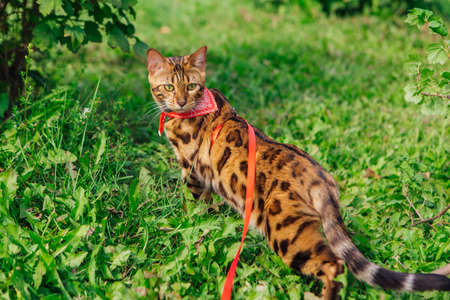 Cute little bengal kitty with red bandana on neck walking on green grass. Pussycat walking with...