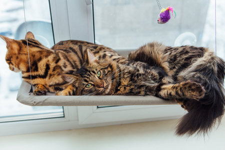 Two cute bengal kittens gold and chorocoal color laying on the cat's window bed and relaxing. Sunny seat for cat on the window.の写真素材