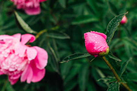 Bud of a bright pink peony with rain drops on the petals close upの写真素材