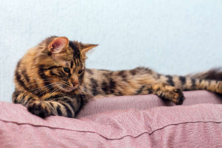 Long-haired charcoal bengal kitty cat laying on the back of sofa