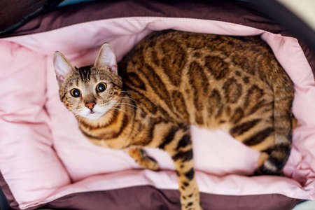 Adorable bengal kitty cat laying on the pink pillow. Top viewの写真素材