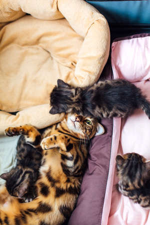 Adorable golden bengal mother-cat laying with her little kittens on the pillow. Top view.の写真素材