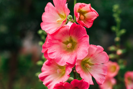 Pink mallow flowers with drops of dew on the petals in a garden