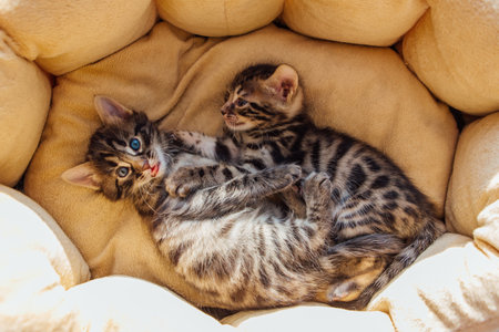 Closee-up Bengal charcoal kittens laying on the pillowの写真素材