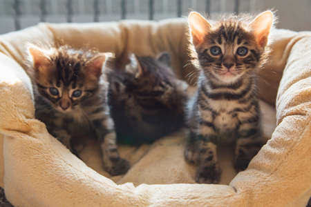 Closee-up Bengal charcoal kittens laying on the pillow