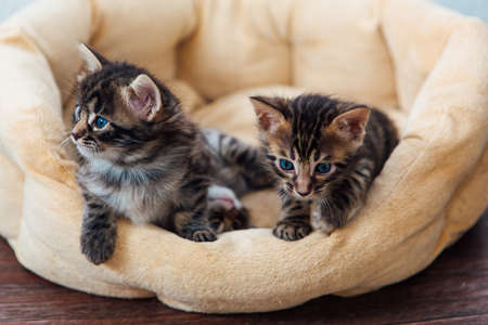 Closee-up Bengal charcoal kittens laying on the pillowの写真素材