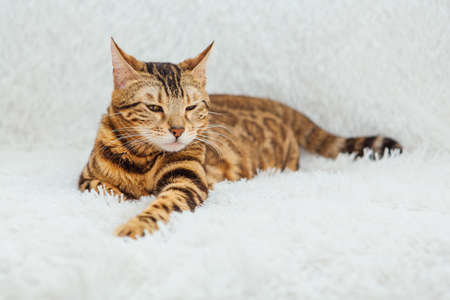 Bengal kitty cat laying on the white fury blanket indoors