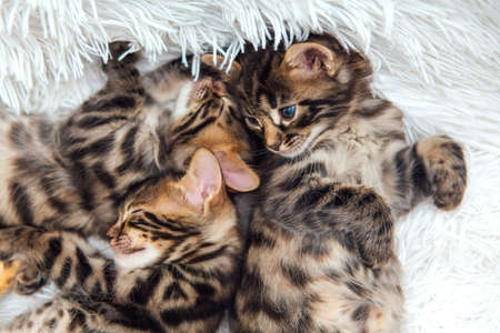 Three cute dark grey charcoal long-haired bengal kittens laying on a furry white blanket.
