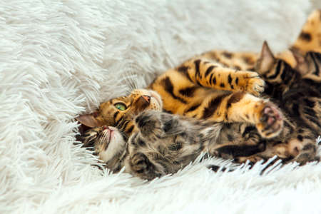 Adorable golden bengal mother-cat feeds her little kittens with breast and hugging one of them.