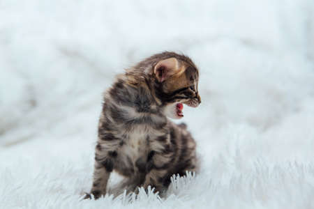 Cute dark grey charcoal short-haired bengal kitten on a furry white blanket.の写真素材