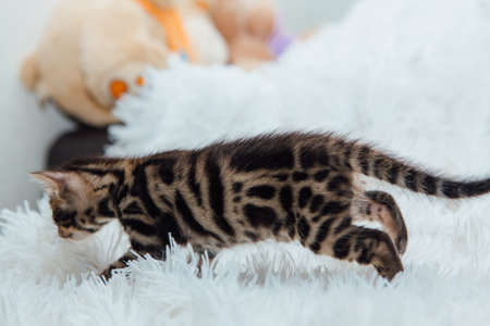 Cute dark grey charcoal short-haired bengal kitten on a furry white blanket.の写真素材
