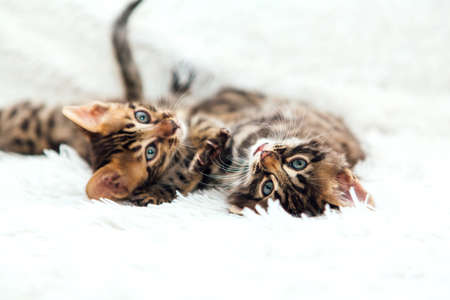 Two cute one month old kittens playing and fighting on a furry white blanket.