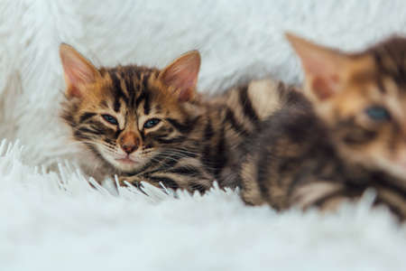Two cute one month old kittens on a furry white blanket.の写真素材