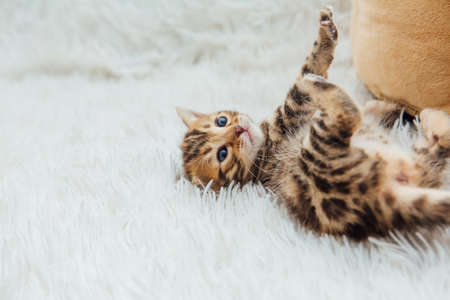 Cute bengal one month old kitten on the white fury blanket close-up.
