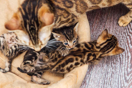 Closee-up little bengal kittens on the cats pillowの写真素材