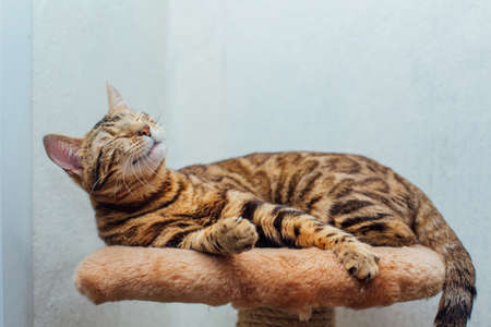 Young cute bengal cat laying on a soft cat's shelf of a cat's house indoors.の写真素材