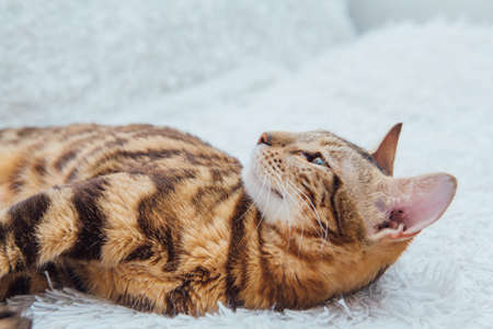 Bengal kitty cat laying on the white fury blanket indoors