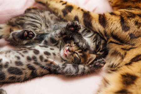 Adorable golden bengal mother-cat laying with her little kittens on the pillow. Top view.の写真素材