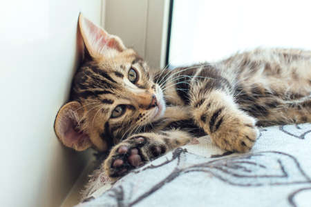 Closee-up face of cute bengal one month old kitten laying on the pillowの写真素材