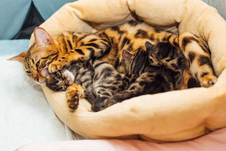 Adorable golden bengal mother-cat feeds her little kittens with breastの写真素材