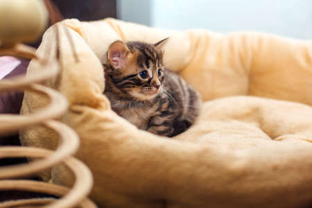 Closee-up face of Bengal one month old kitten laying on the pillowの写真素材