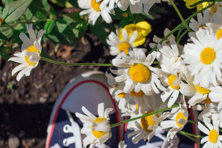 Woman's feet in red sneakers shoes standing on the grass with growing camomile flowers. Top view.の写真素材