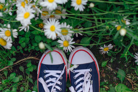 Woman's feet in red sneakers shoes standing on the grass with growing camomile flowers. Top view.の写真素材