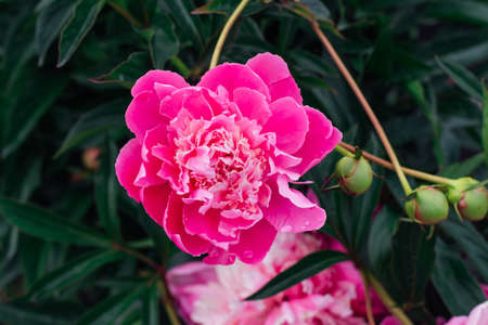 Bright pink peony with rain drops on the petals close up.の写真素材