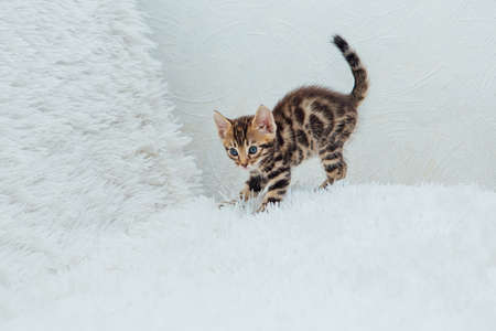 Cute bengal one month old kitten on the white fury blanket close-up.の写真素材
