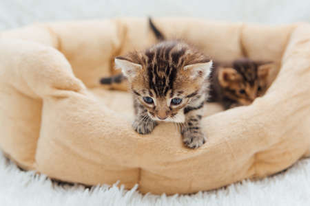 Closee-up little bengal kittens on the cats pillowの写真素材