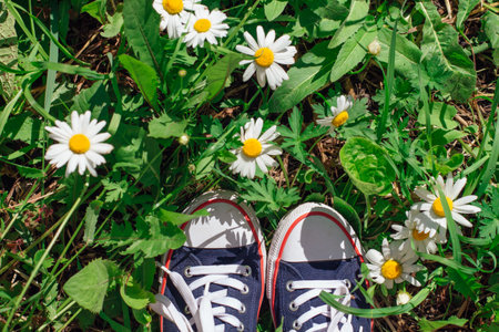 Woman's feet in red sneakers shoes standing on the grass with growing camomile flowers. Top view.の写真素材