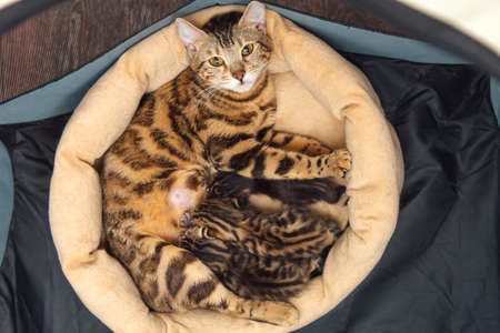 Adorable golden bengal mother-cat feeds her little kittens with breastの写真素材