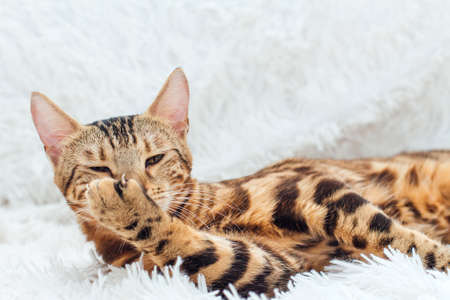 Bengal kitty cat laying on the white fury blanket indoorsの写真素材