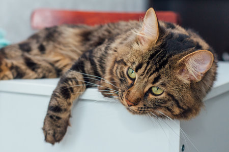 Long-haired charcoal bengal kitty cat laying on the table indoorsの写真素材