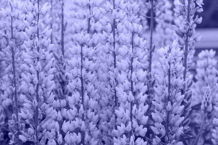 Lupine flowers in the field. Lupinus, Commonly Known as Lupine or Lupine is Genus of Flowering Plants in Legume Family, Fabaceae.の写真素材