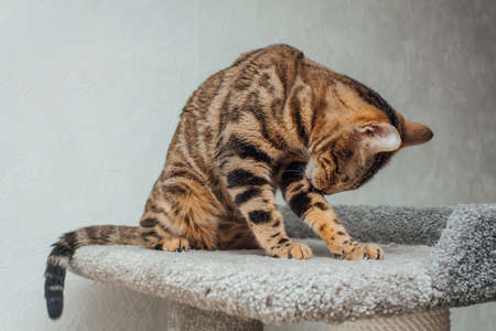 Young cute bengal cat sitting on a soft cat's shelf of a cat's house indoors.の写真素材