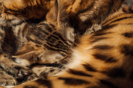 Adorable golden bengal mother-cat feeds her little kittens with breast
