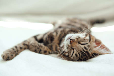 Cute dark gray charcoal short-haired bengal kitten sleeping on a white blanket.の写真素材