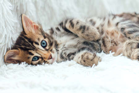 Three cute one month old kittens on a furry white blanket.の写真素材