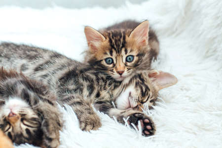 Three cute one month old kittens on a furry white blanket.の写真素材