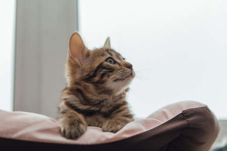 Closee-up face of cute bengal one month old kitten laying on the cat's pillowの写真素材