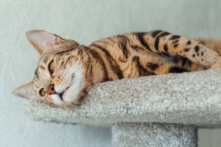 Young cute bengal cat laying on a soft cat's shelf of a cat's house indoors.の写真素材