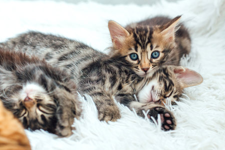 Three cute bengal kittens laying on a furry white blanket.の写真素材